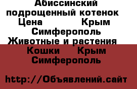 Абиссинский подрощенный котенок › Цена ­ 7 000 - Крым, Симферополь Животные и растения » Кошки   . Крым,Симферополь